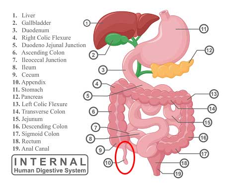 The Appendix Is Useful After All! - Natren, Inc.